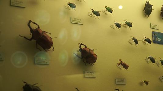 昆虫甲虫巨齿蛉马蜂螳螂独角仙标本视频的预览图