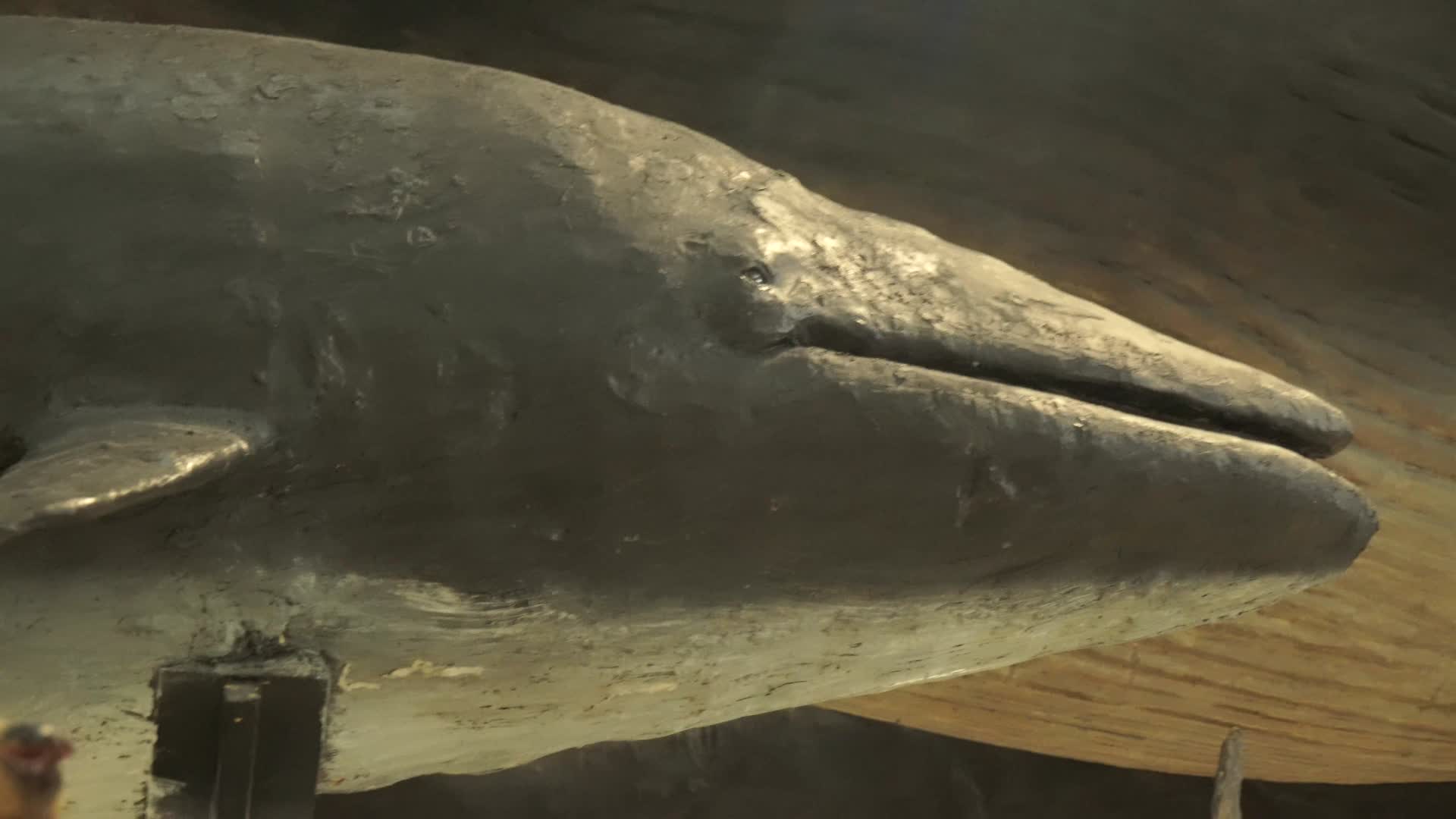 鲸鱼海豚标本模型深海生物视频的预览图