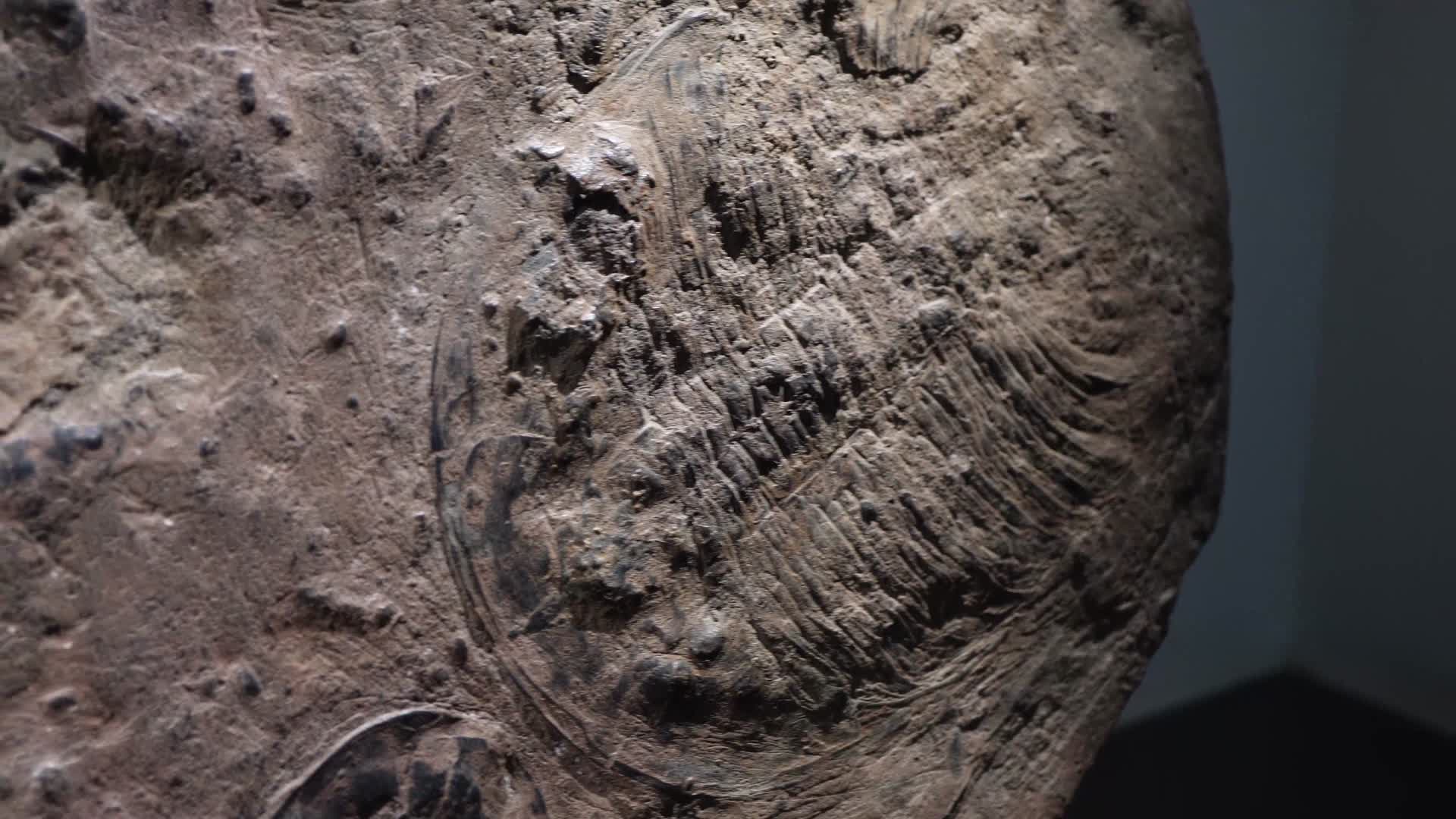 三叶虫化石远古考古视频的预览图