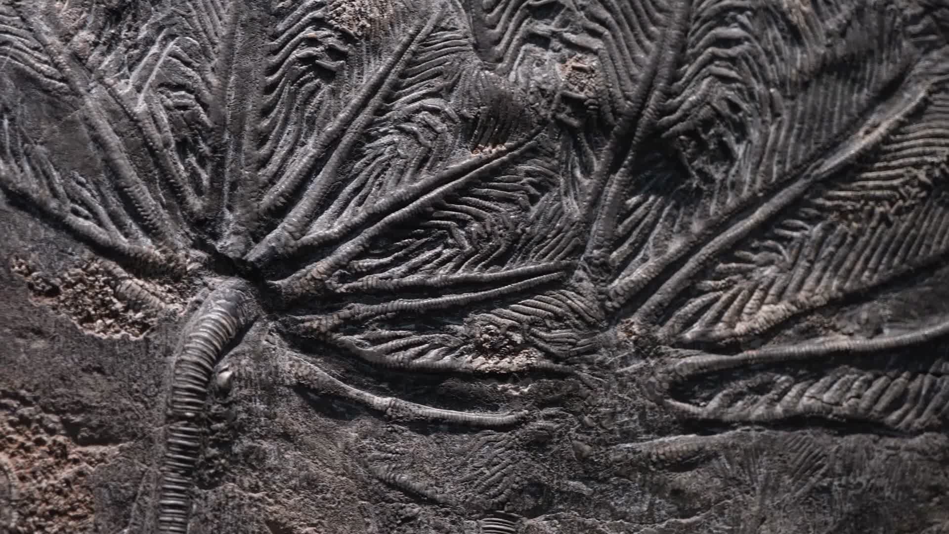 考古古董陈列展示古生物化石考古古董陈列展示古生物化石视频的预览图