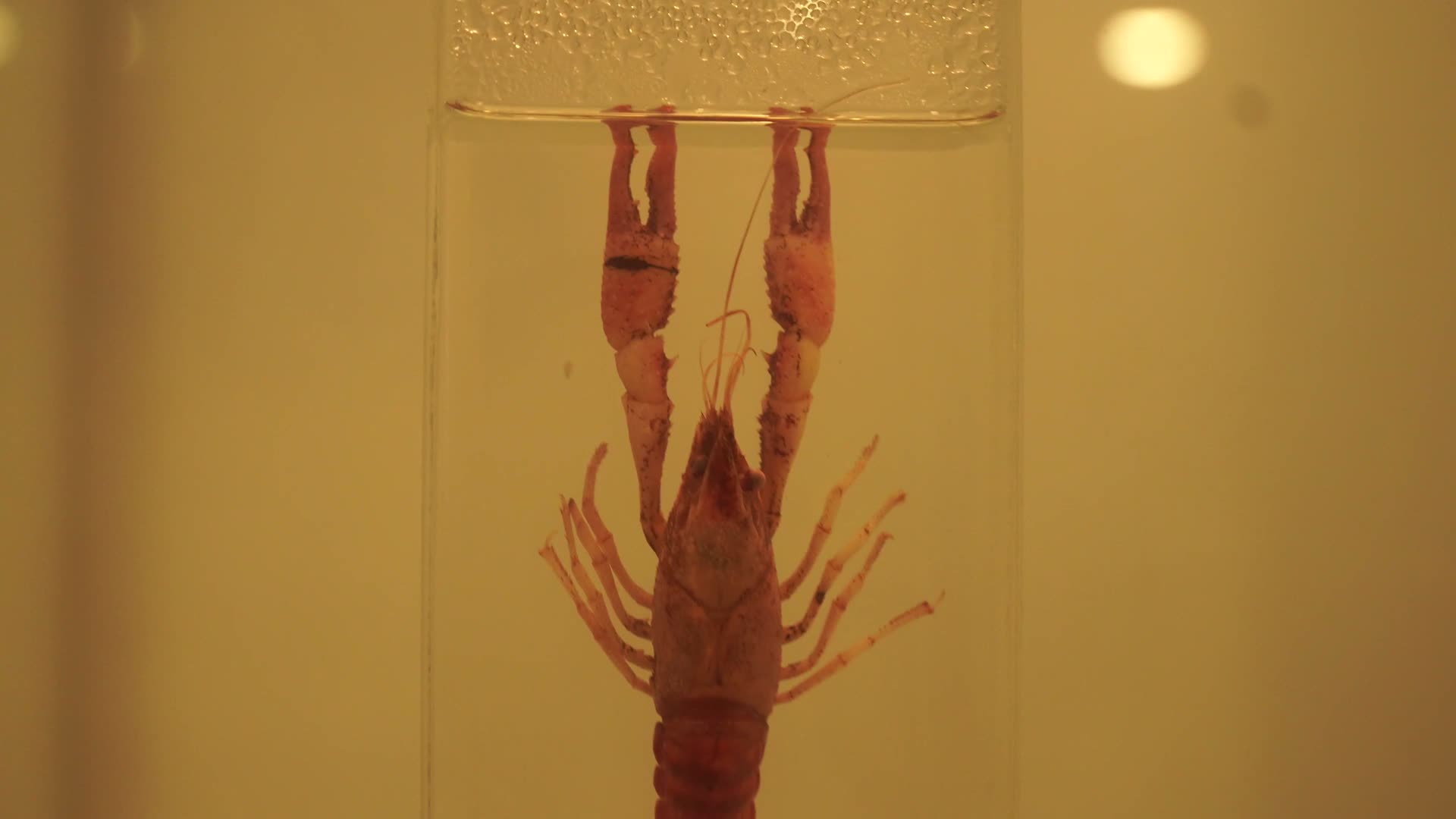 小龙虾螃蟹皮皮虾蛤蜊标本视频的预览图