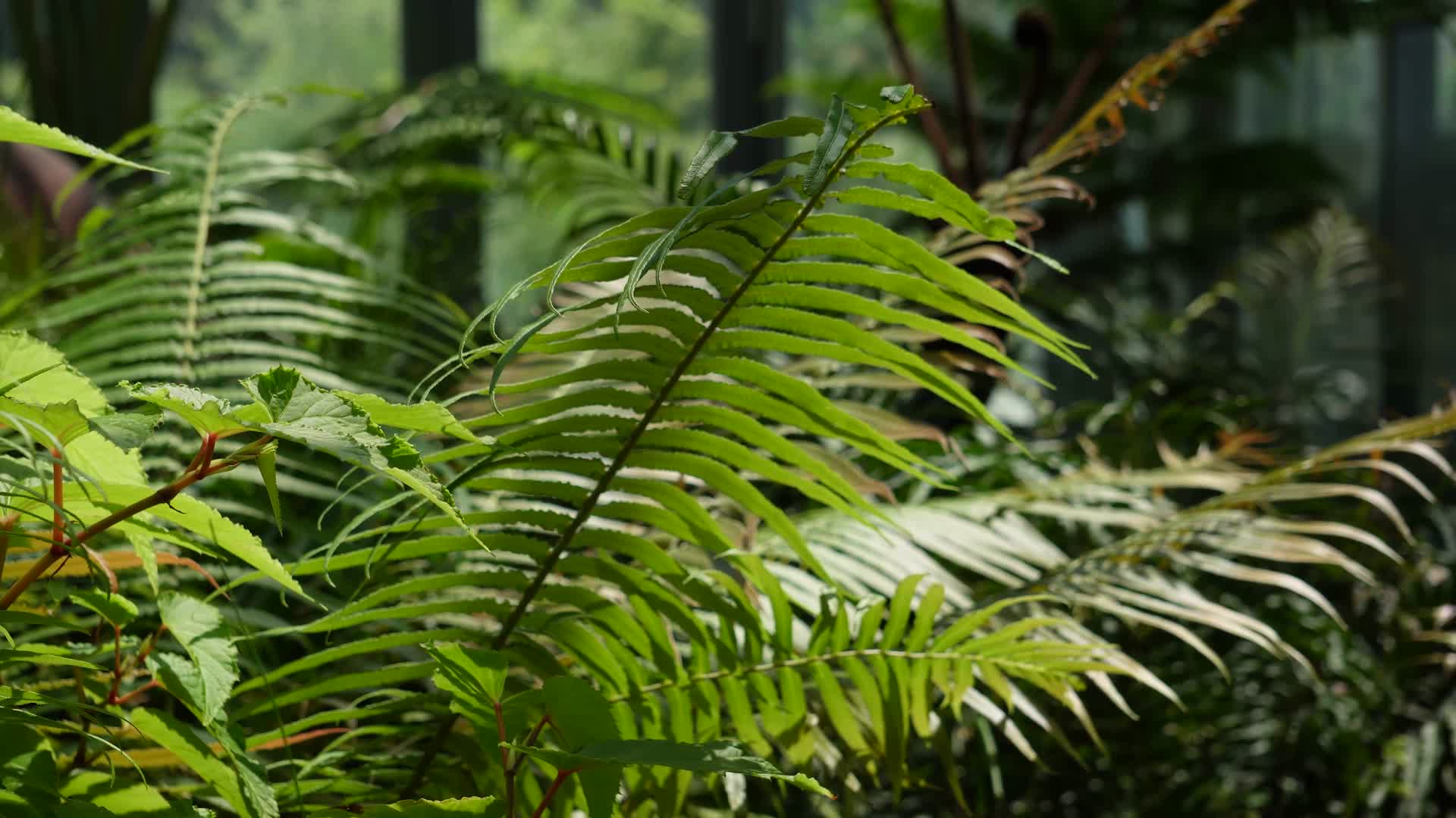 微风吹动植物叶子视频的预览图