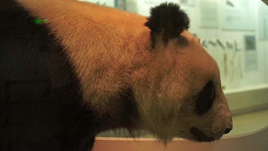 熊猫国宝四川卧龙标本视频的预览图
