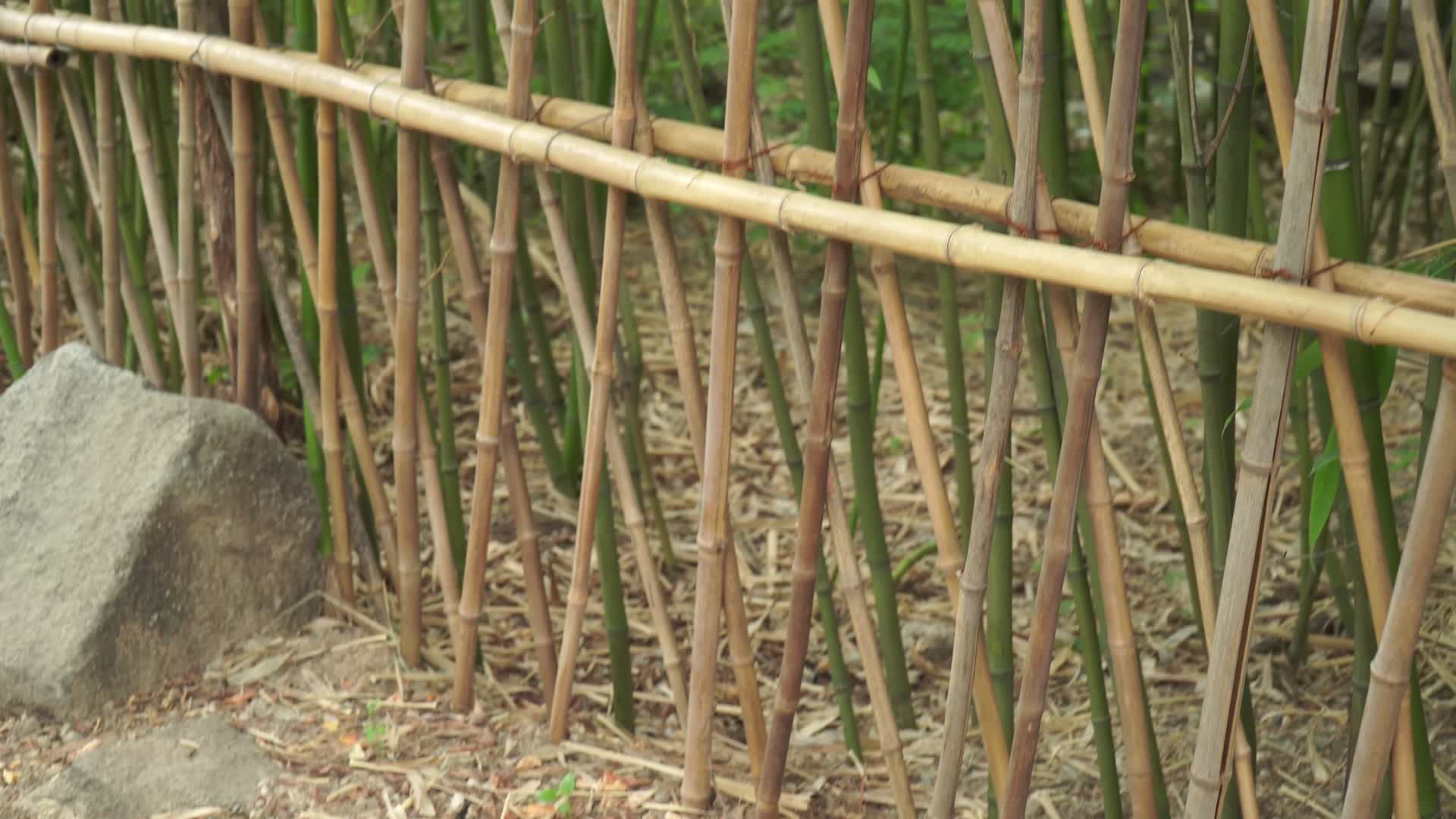 竹林竹子篱笆竹栏杆视频的预览图