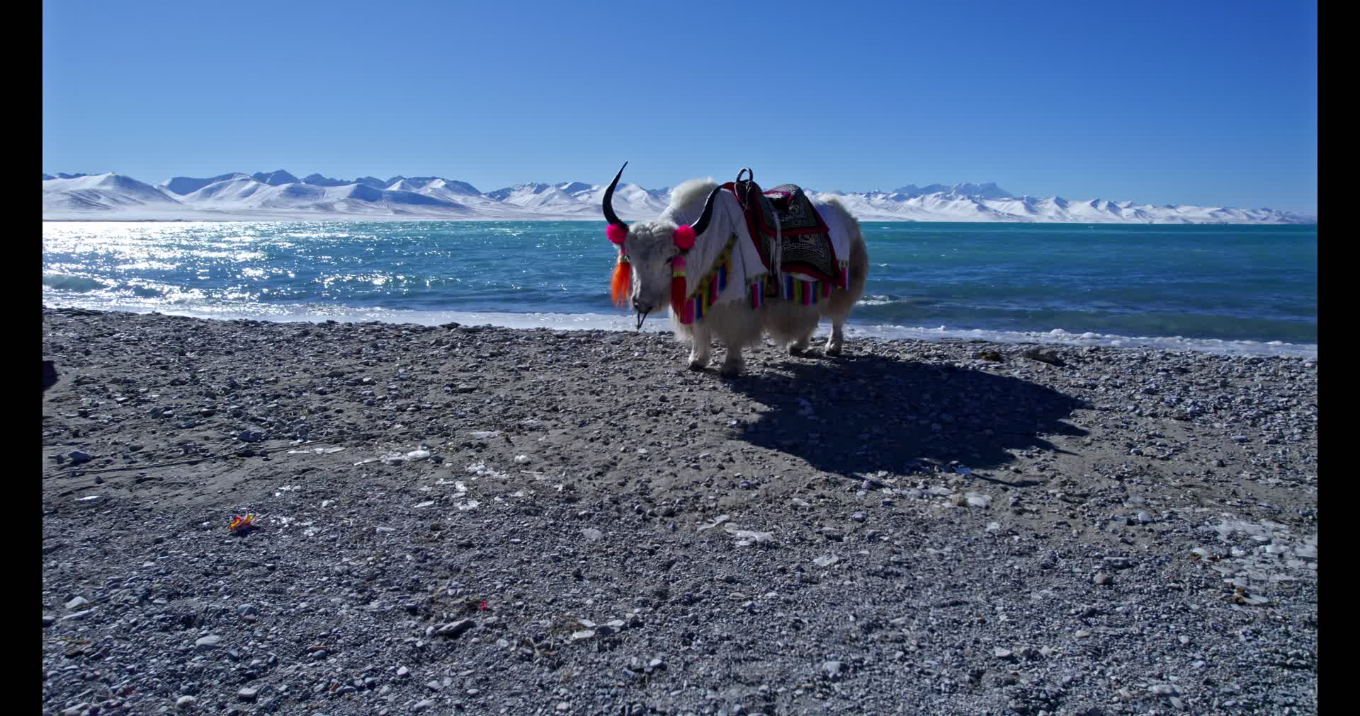 4k高清航拍西藏纳木措湖高原湖泊雪山风景自然风光湖水牦牛视频的预览图