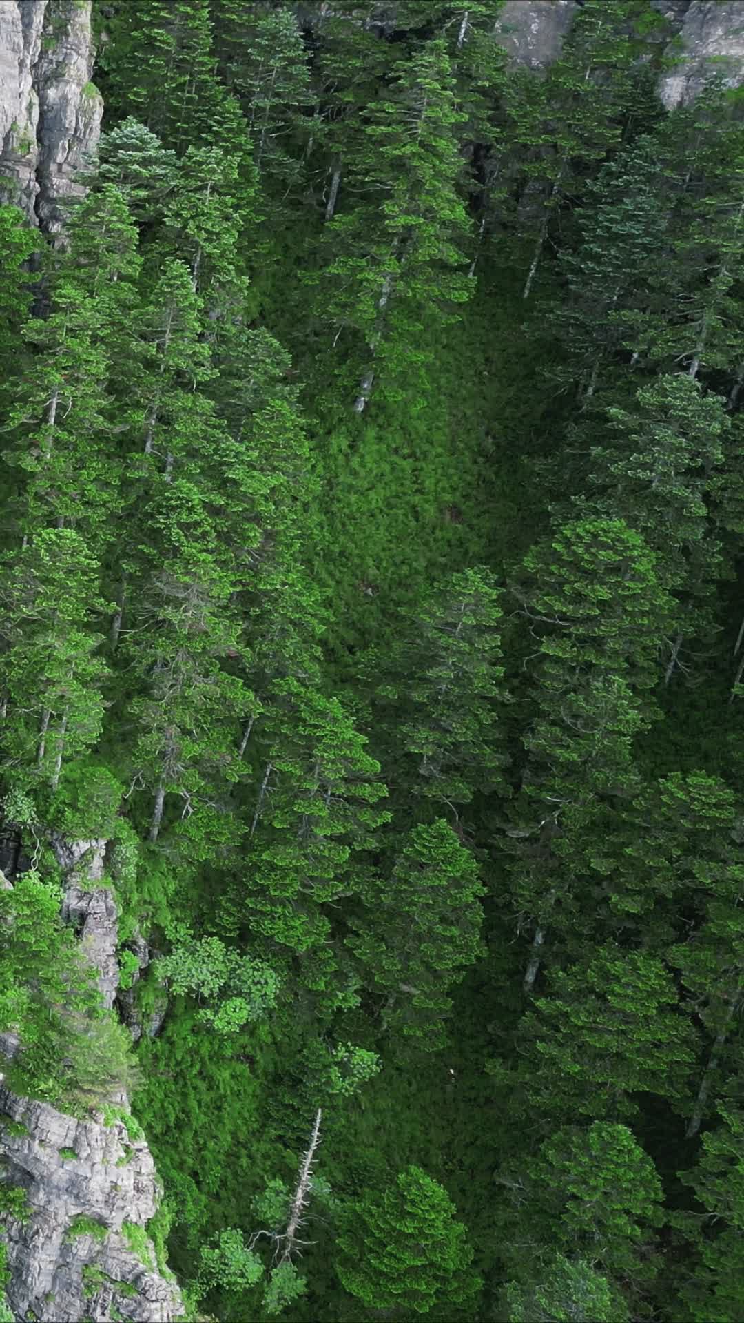 湖北神农架神农谷竖屏航拍视频的预览图