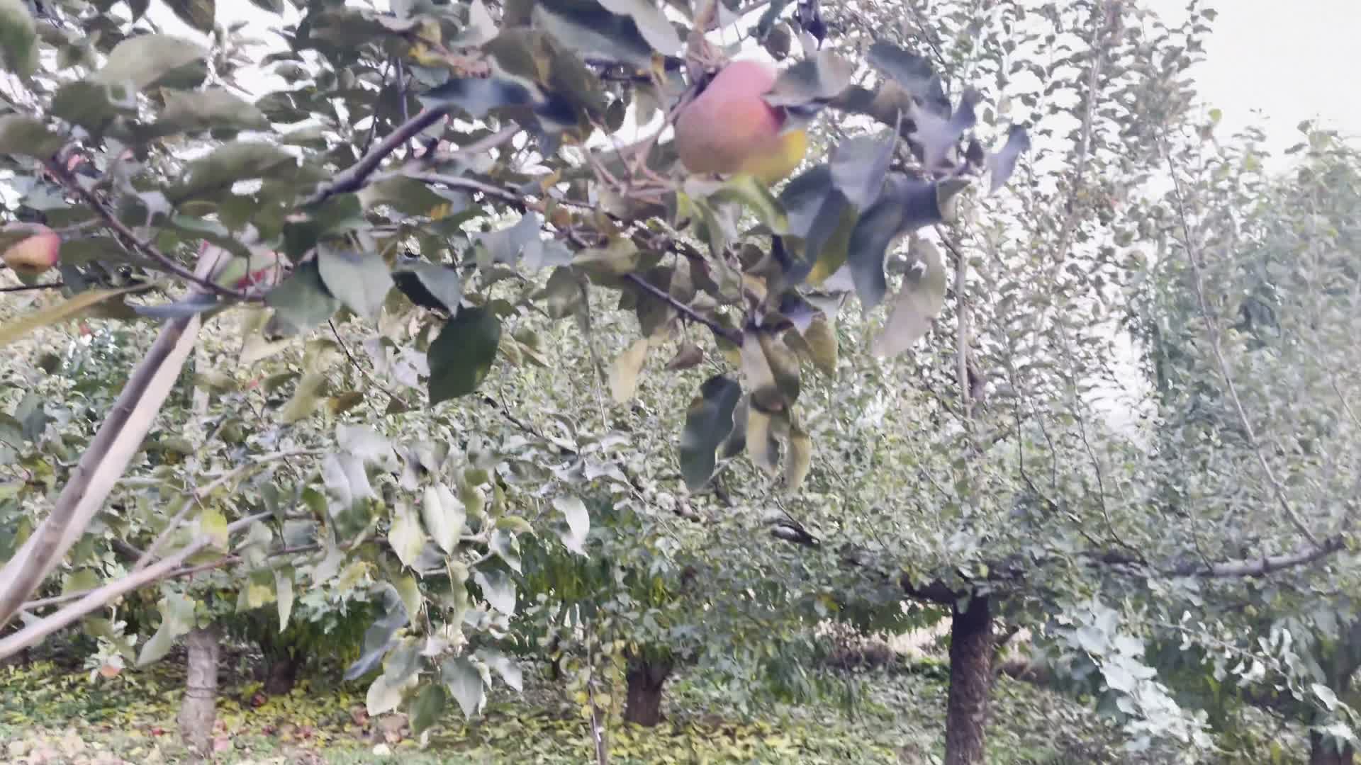 镜头合集4K果树苹果采摘园摘苹果视频的预览图