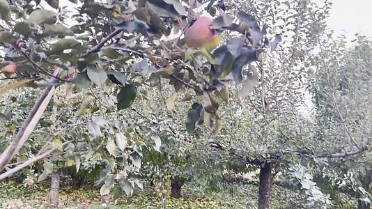 镜头合集4K果树苹果采摘园摘苹果视频的预览图