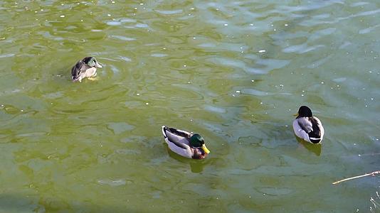 镜头合集春江水暖鸭先知水禽湖里的鸭子天鹅视频的预览图