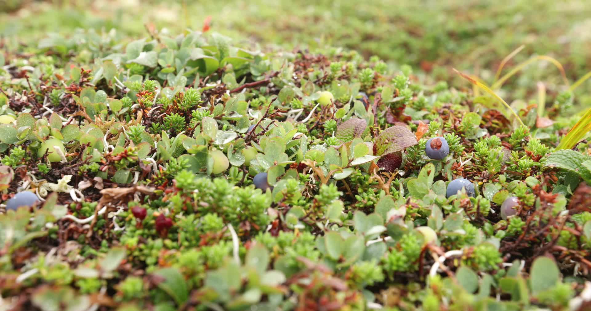 夏日湿地野草蓝莓视频的预览图