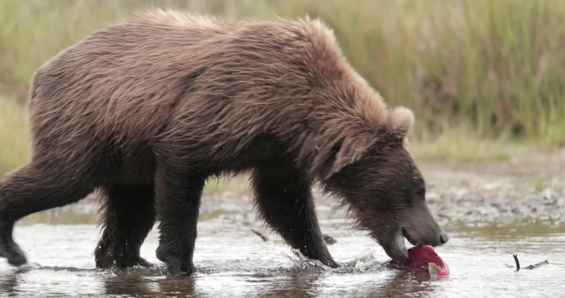 野生棕熊溪边捕鱼大马哈鱼视频的预览图