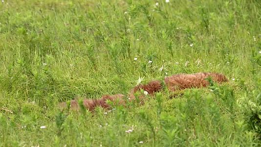 棕熊在草地上玩耍打滚休息视频的预览图