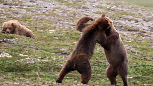 棕熊在草地上玩闹打架视频的预览图