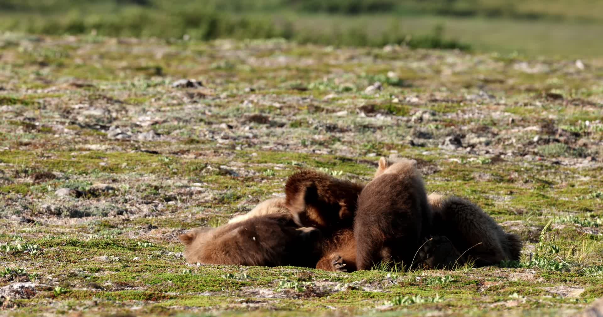 母熊带着小熊幼崽休息玩耍视频的预览图