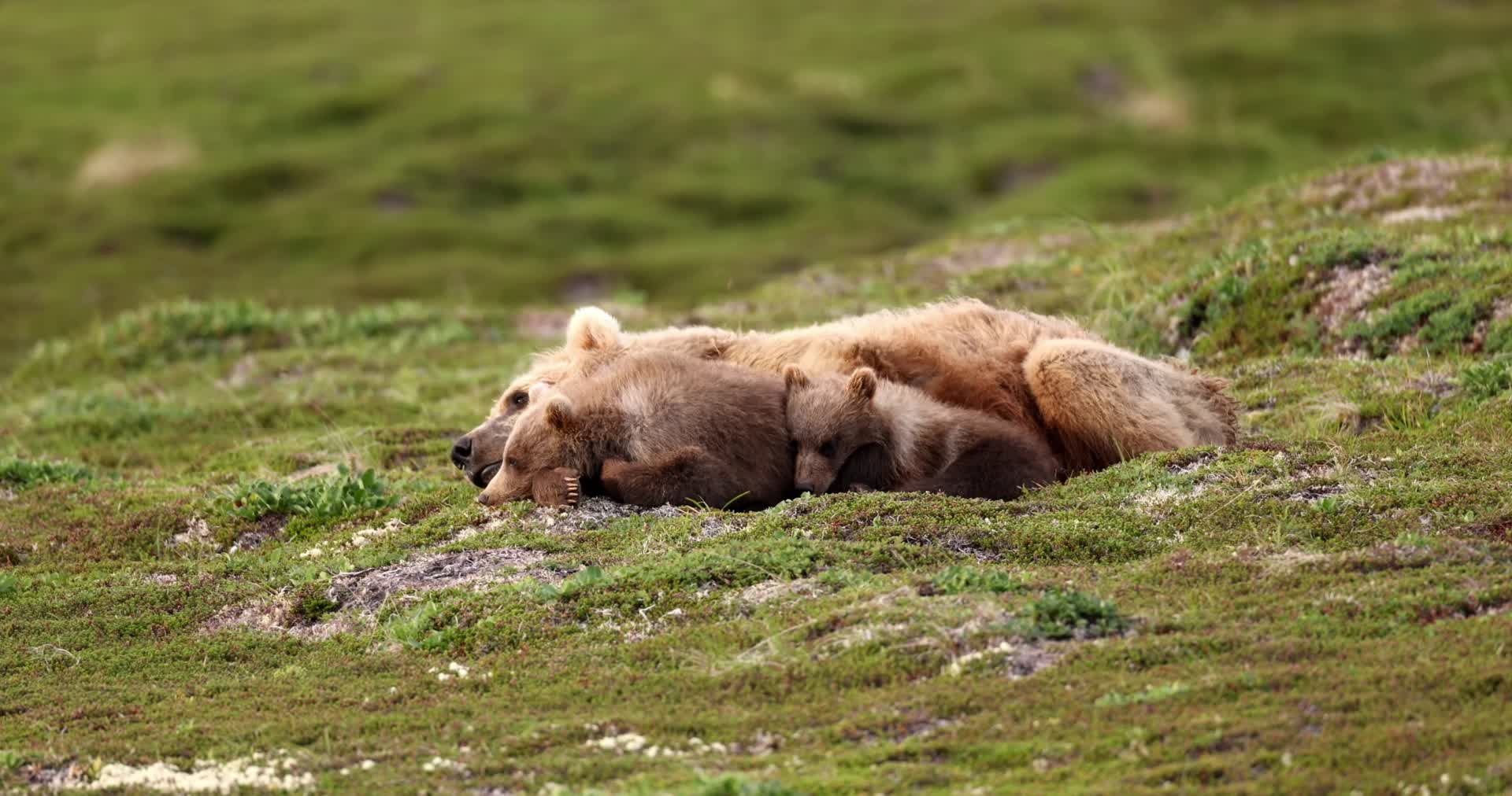 野外母熊带着小熊幼崽在草地上打闹休息视频的预览图
