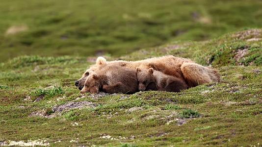 野外母熊带着小熊幼崽在草地上打闹休息视频的预览图