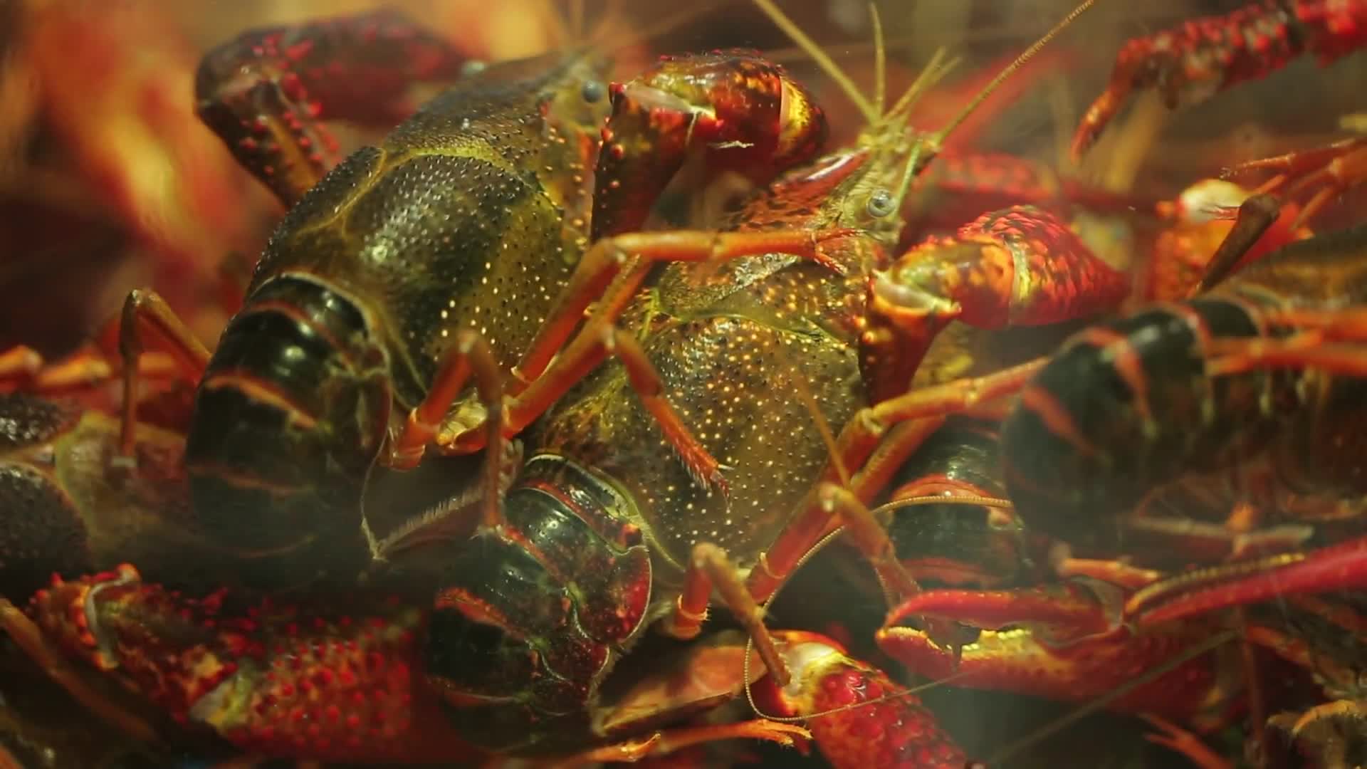 镜头合集海鲜市场买小龙虾挑选小龙虾视频的预览图
