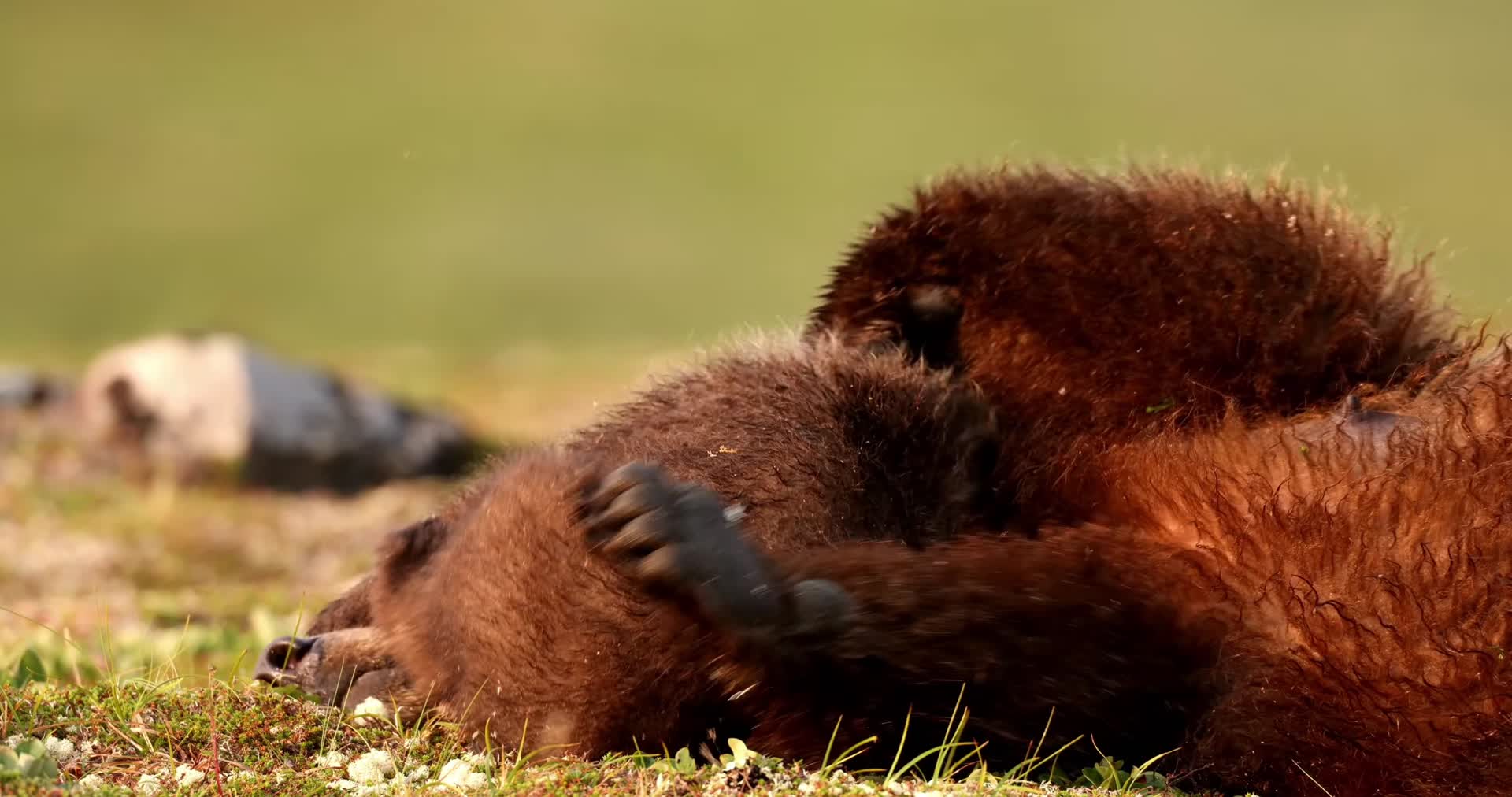母熊小熊草地玩耍视频的预览图