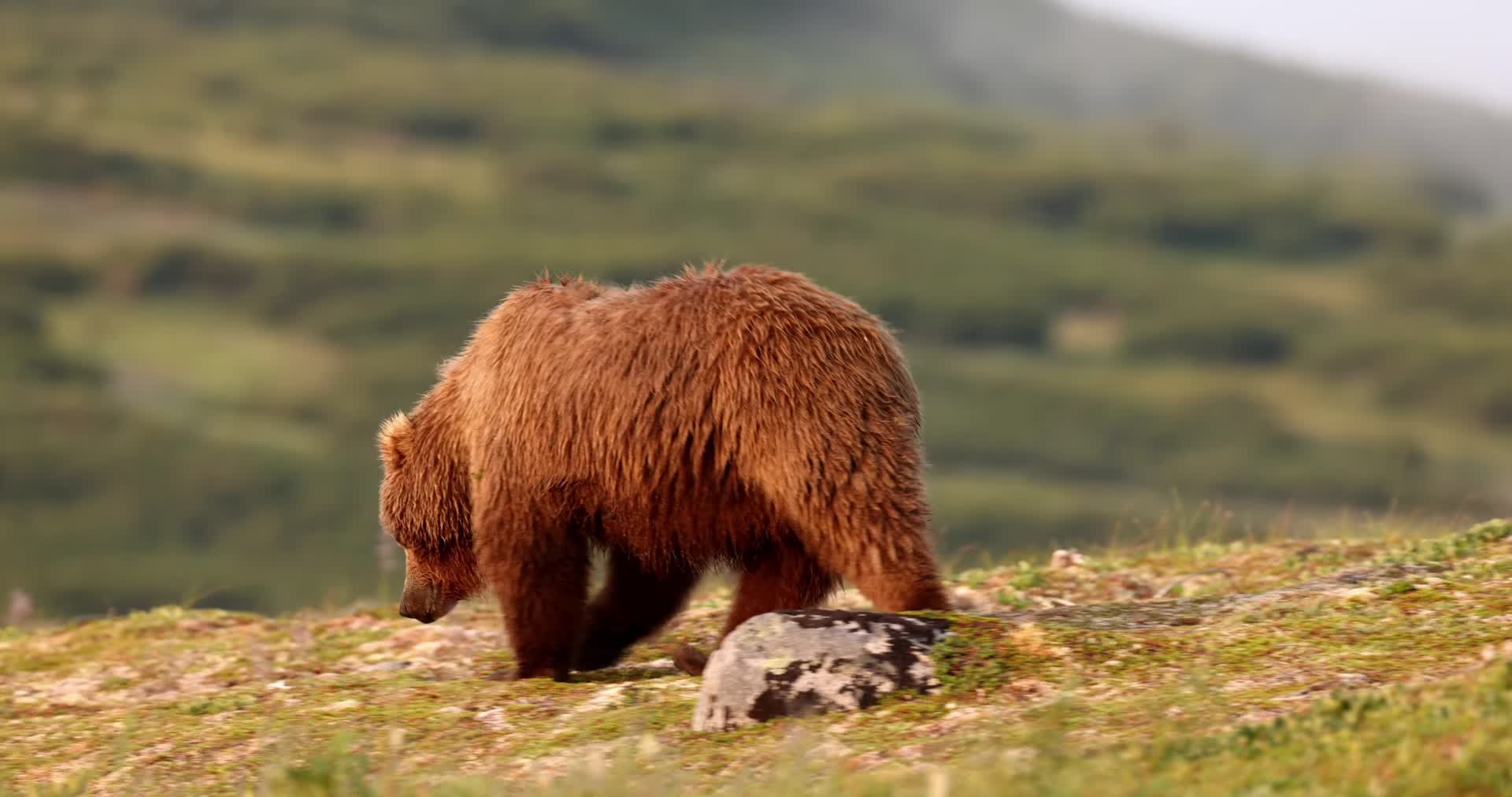 野外母熊带着小熊幼崽觅食视频的预览图