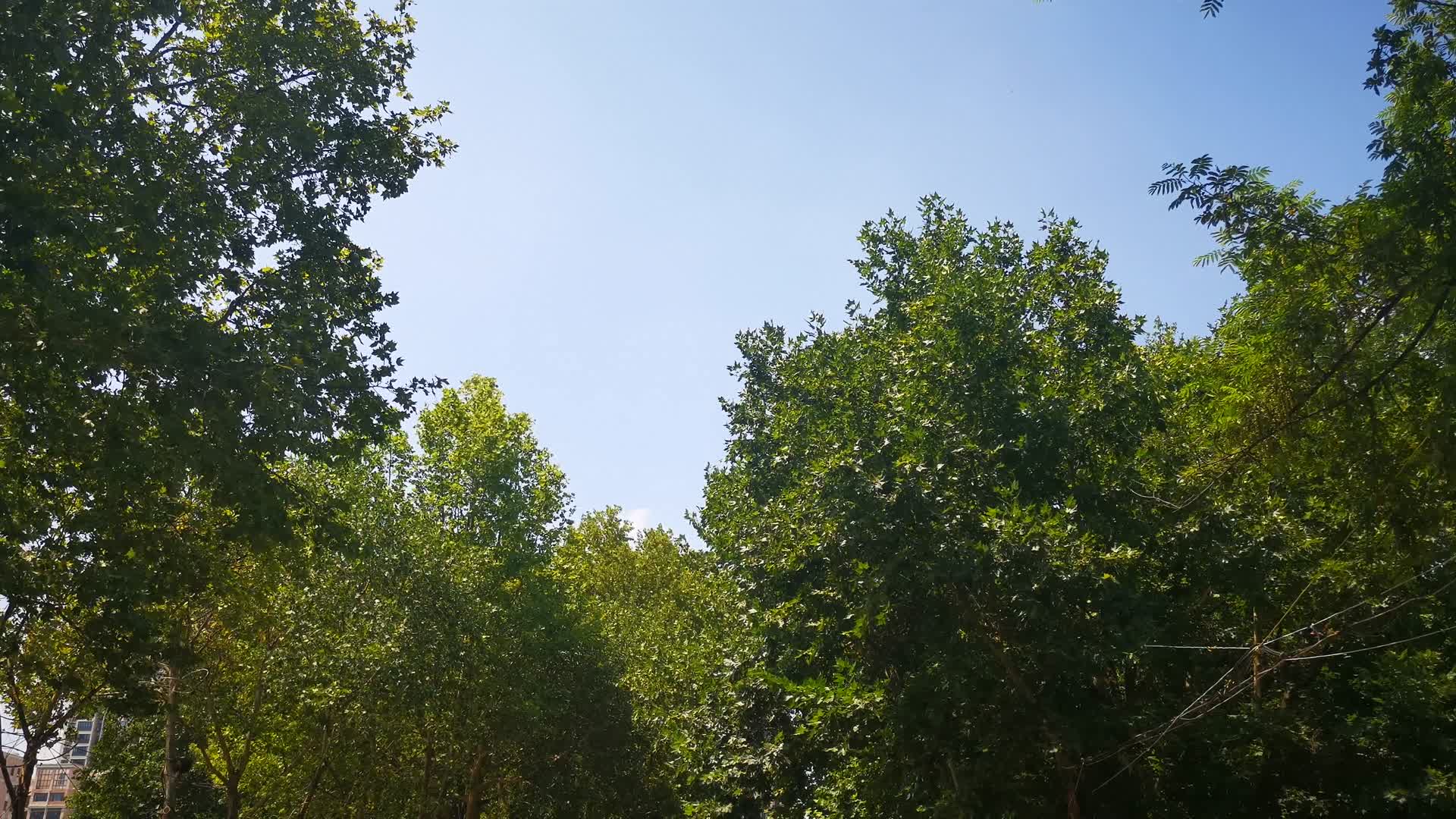 湖北神农架麋鹿吃草视频的预览图