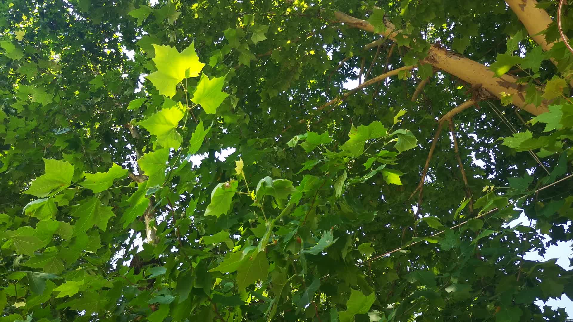 夏日绿色植物森林树枝树叶视频的预览图