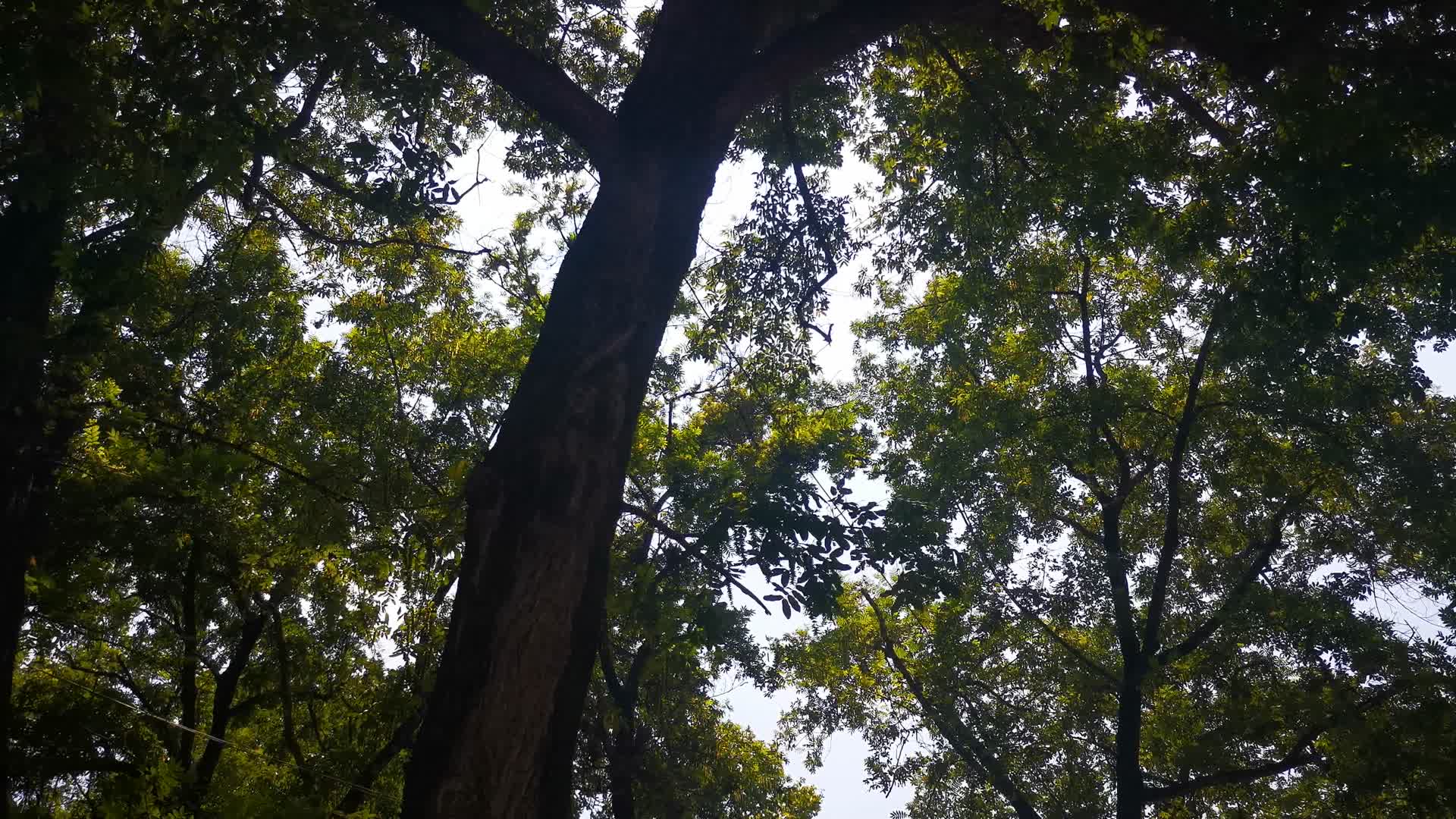 夏日绿色植物森林树枝树叶视频的预览图