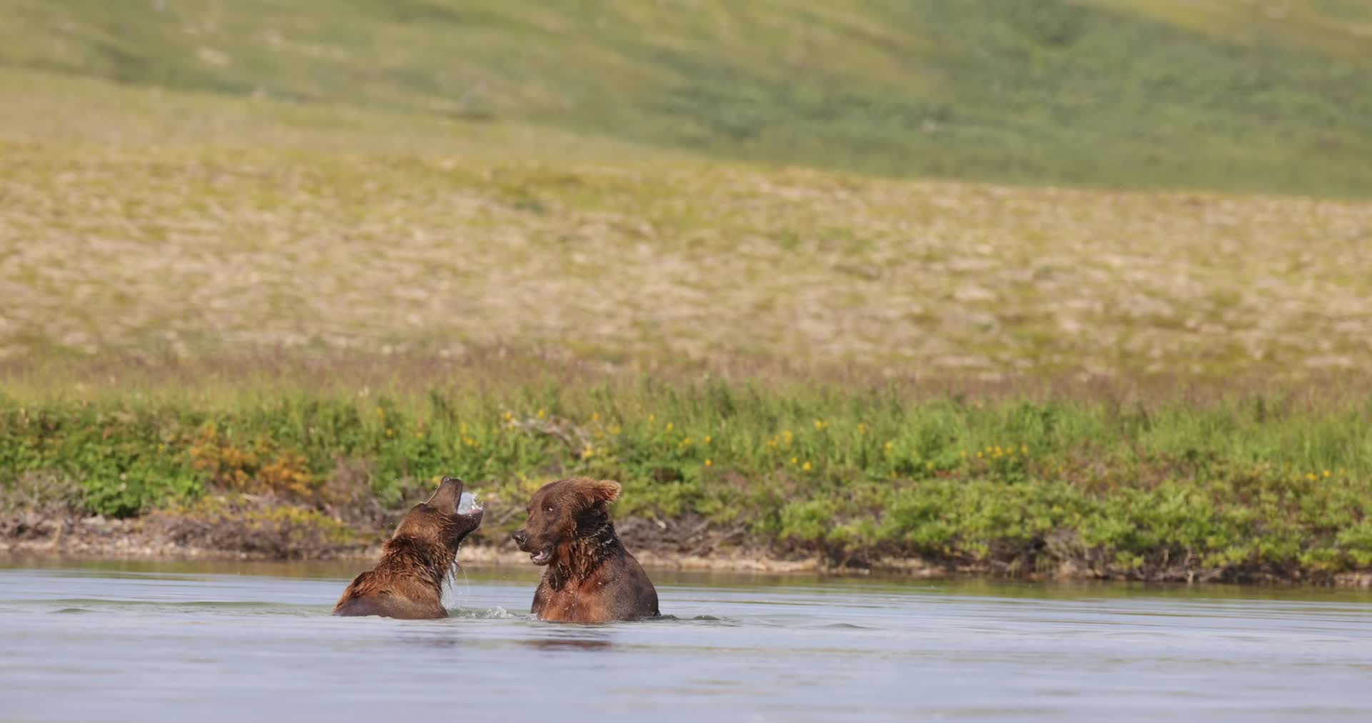 棕熊公熊湖水中争斗打架视频的预览图