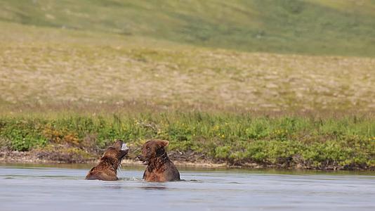 棕熊公熊湖水中争斗打架视频的预览图