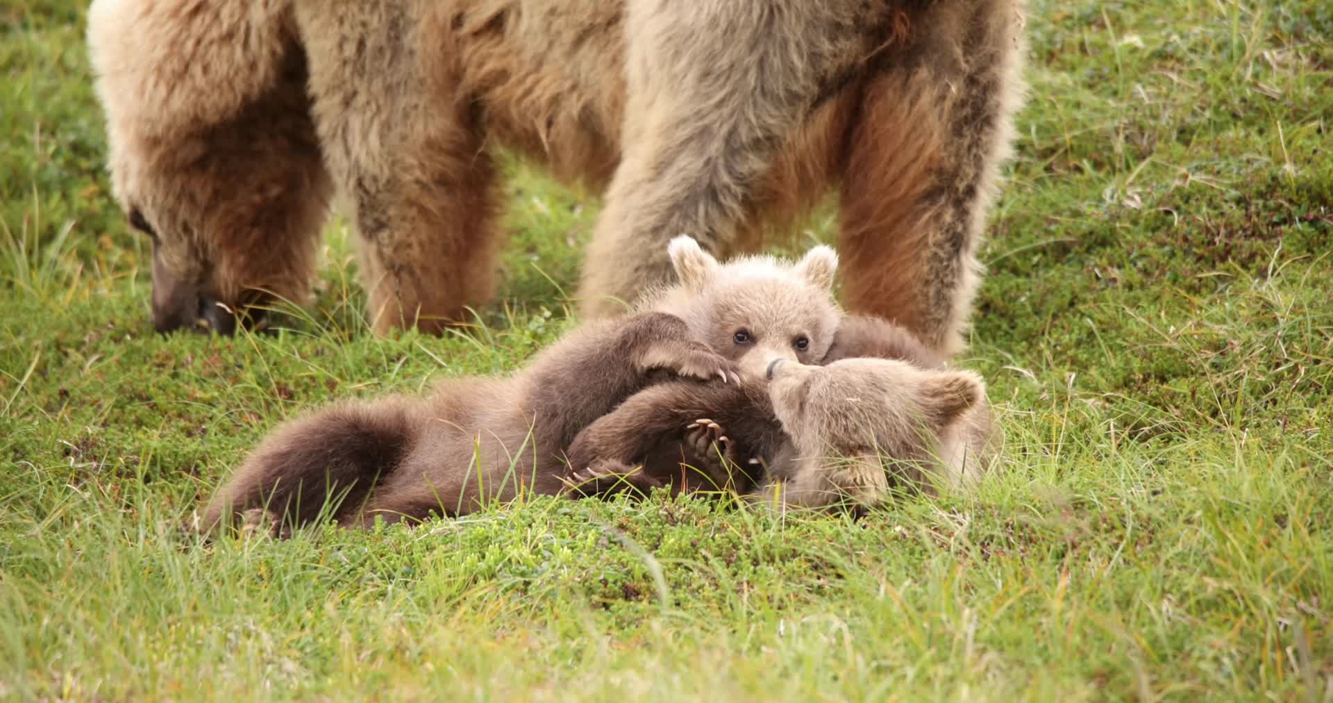 棕熊幼崽野外草地玩耍打闹慢镜头合集视频的预览图
