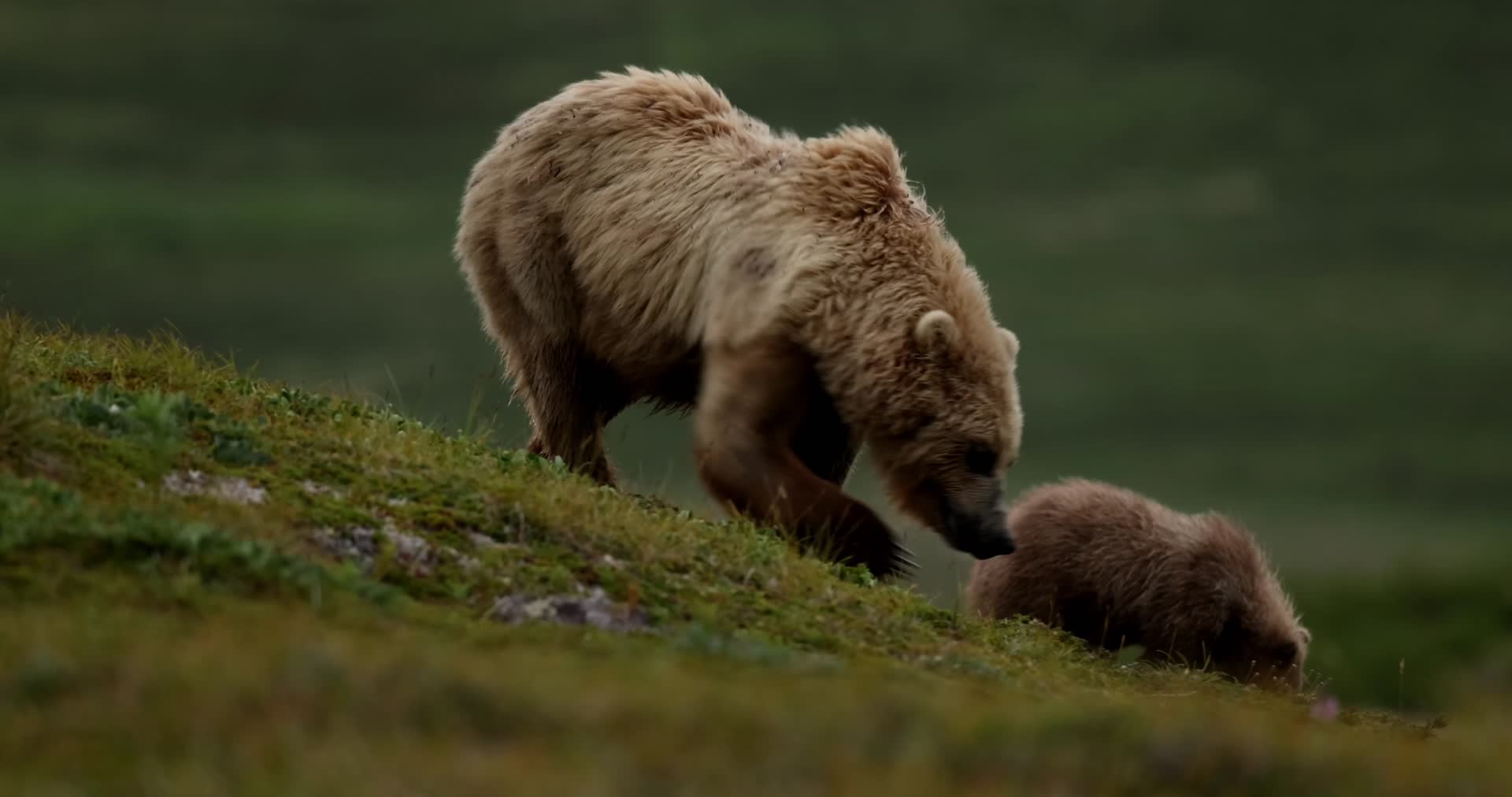 母熊带着棕熊幼崽野外觅食视频的预览图
