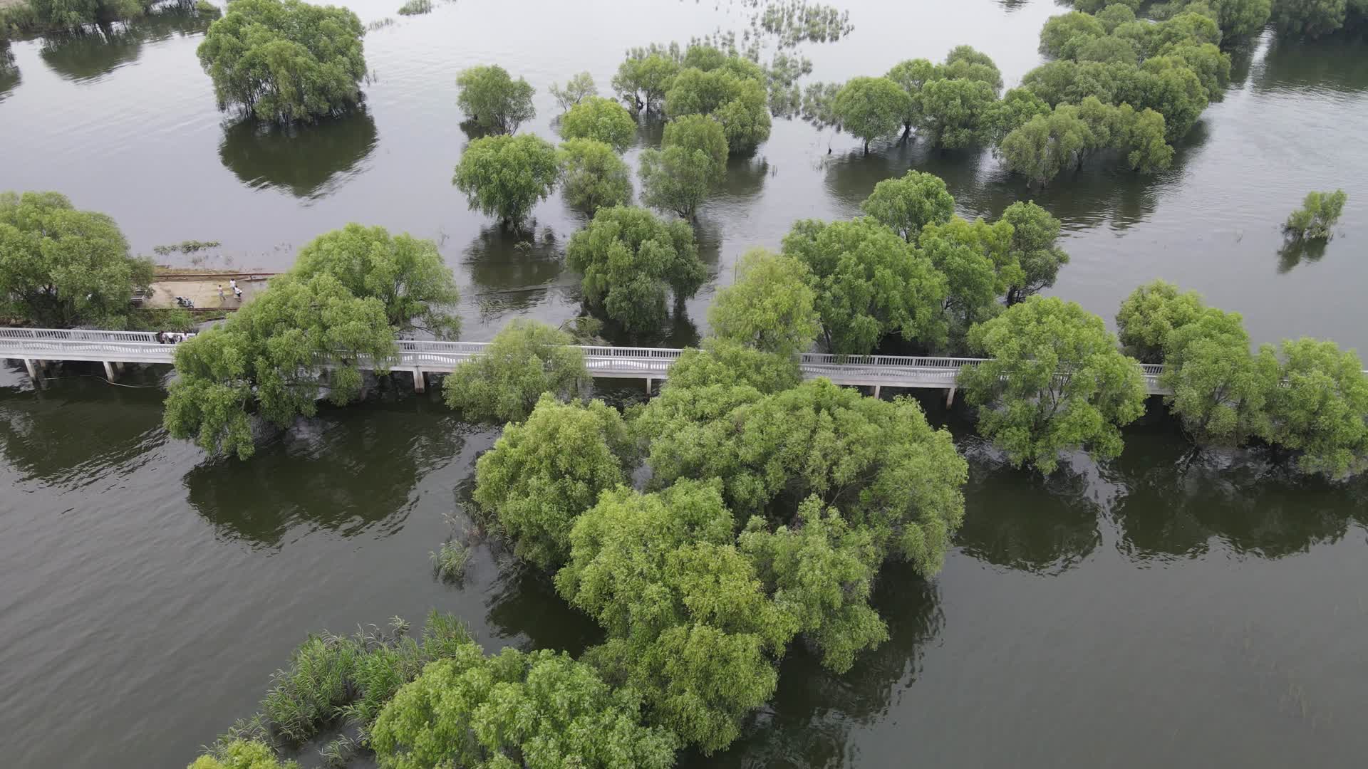 航拍水上森林植物岳阳洞庭湖视频的预览图