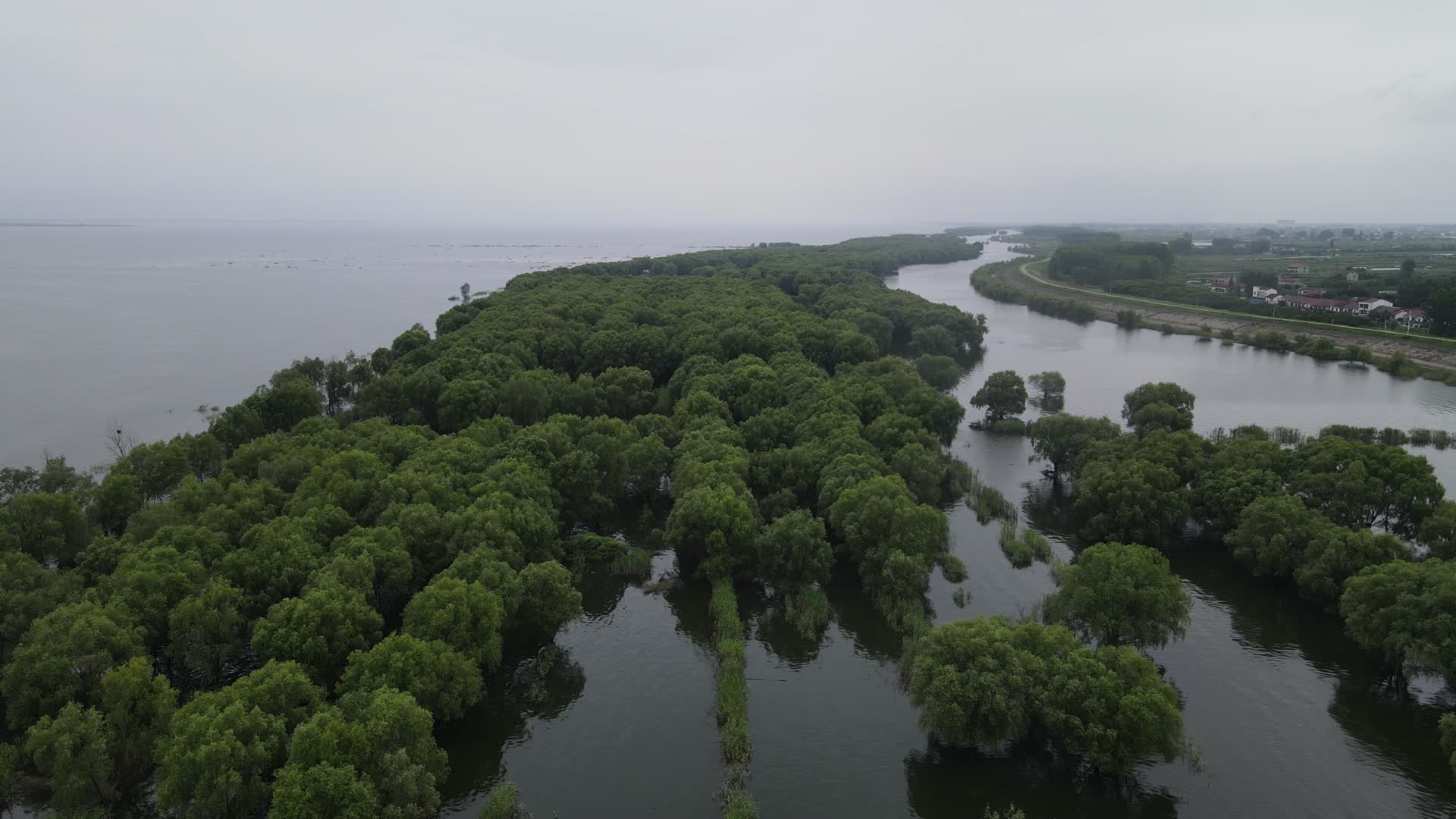 航拍水上森林植物岳阳洞庭湖视频的预览图