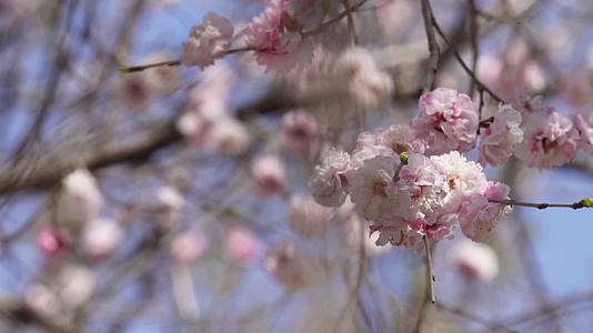 镜头合集树枝上开放的粉红色桃花视频的预览图