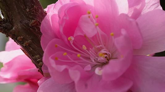 镜头合集微距粉色桃花花蕊视频的预览图