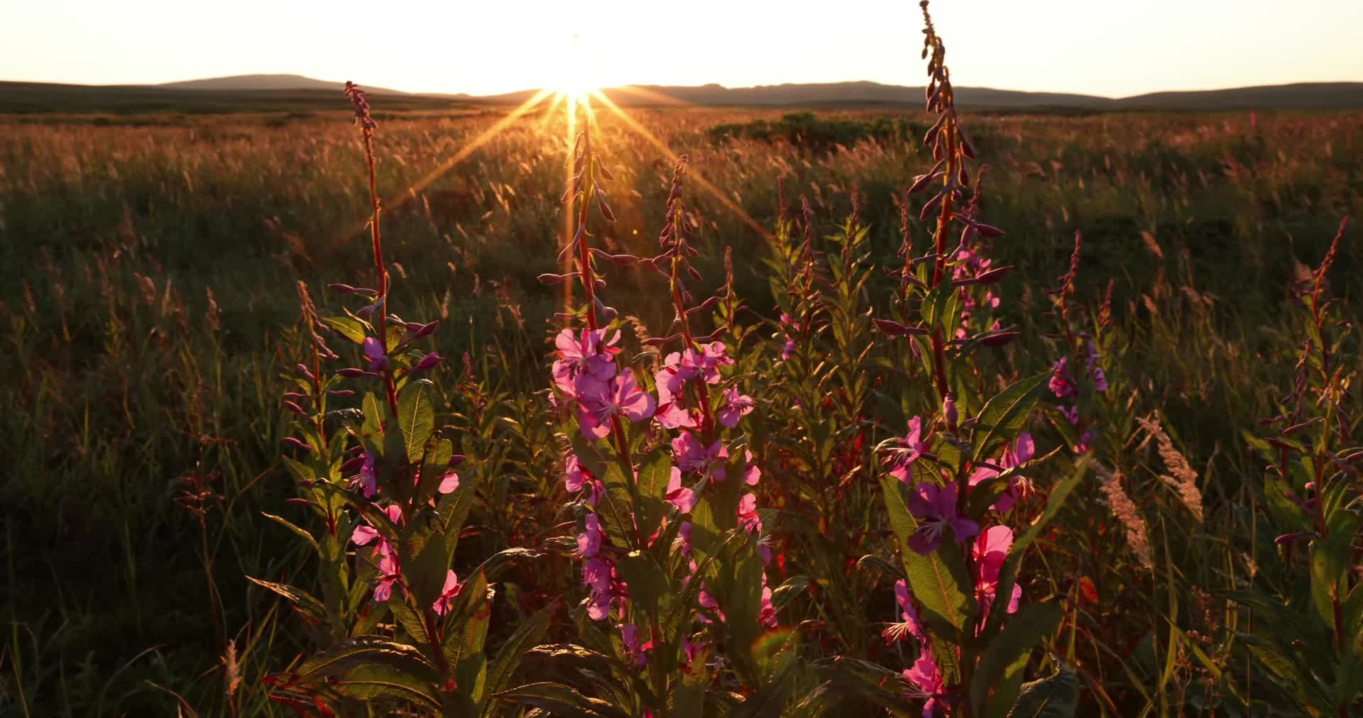 傍晚夕阳山间紫色野花小花视频的预览图