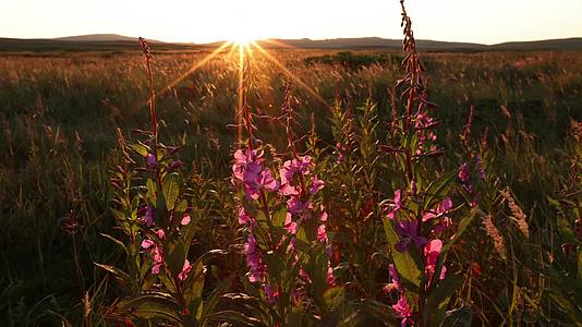 傍晚夕阳山间紫色野花小花视频的预览图