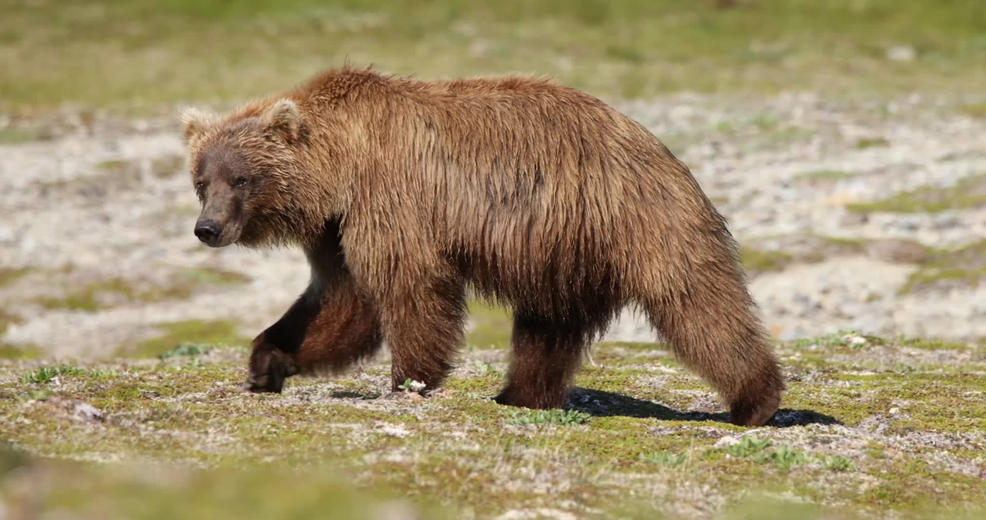 野生棕熊河边觅食捕鱼慢镜头视频的预览图