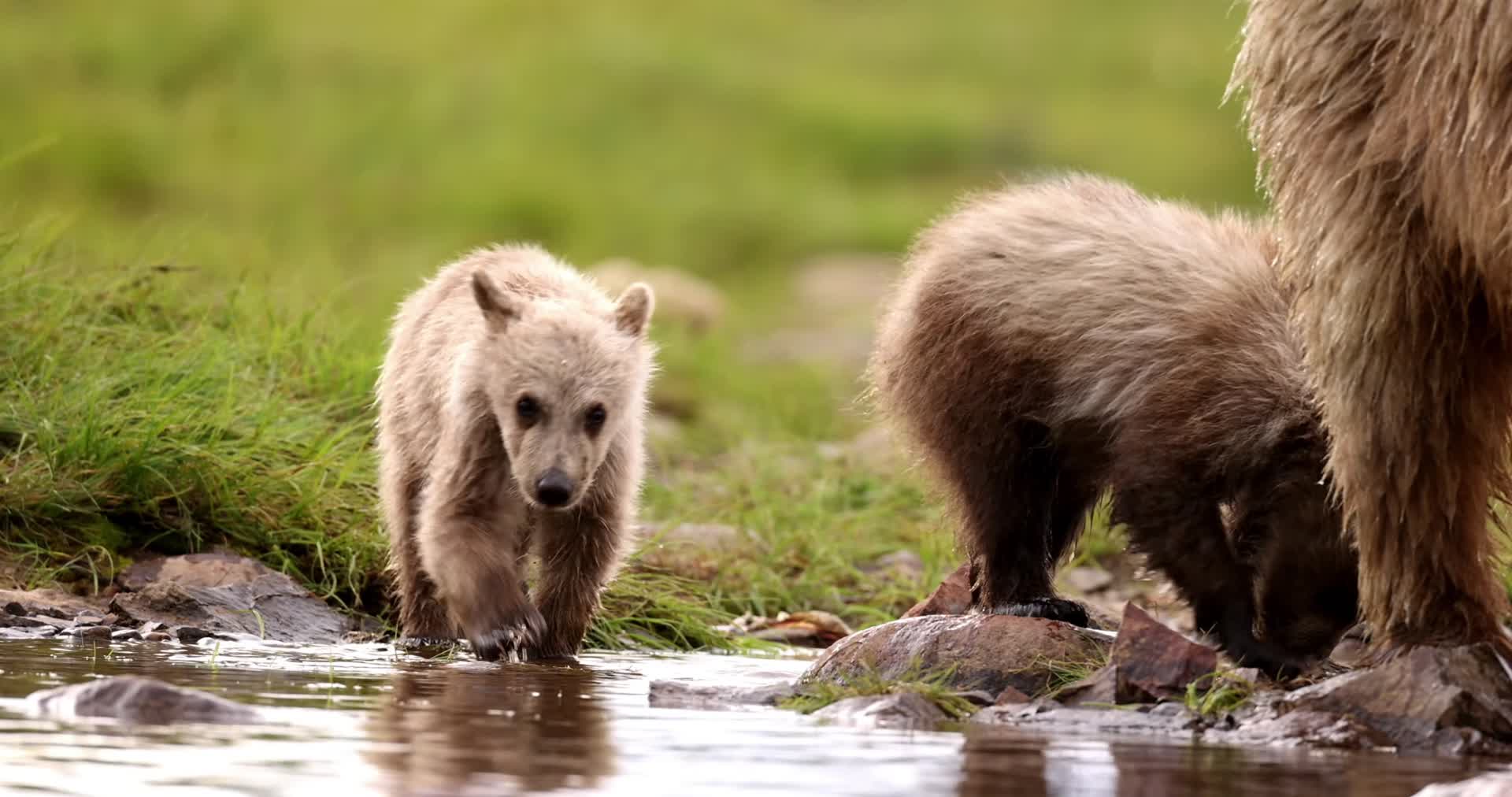 棕熊幼崽河边捕食吃鱼视频的预览图