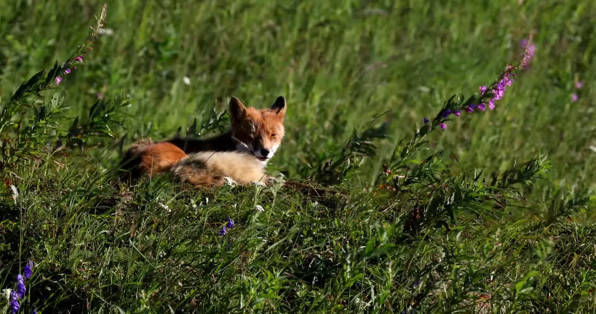 狐狸森林草地中捕食休息视频的预览图