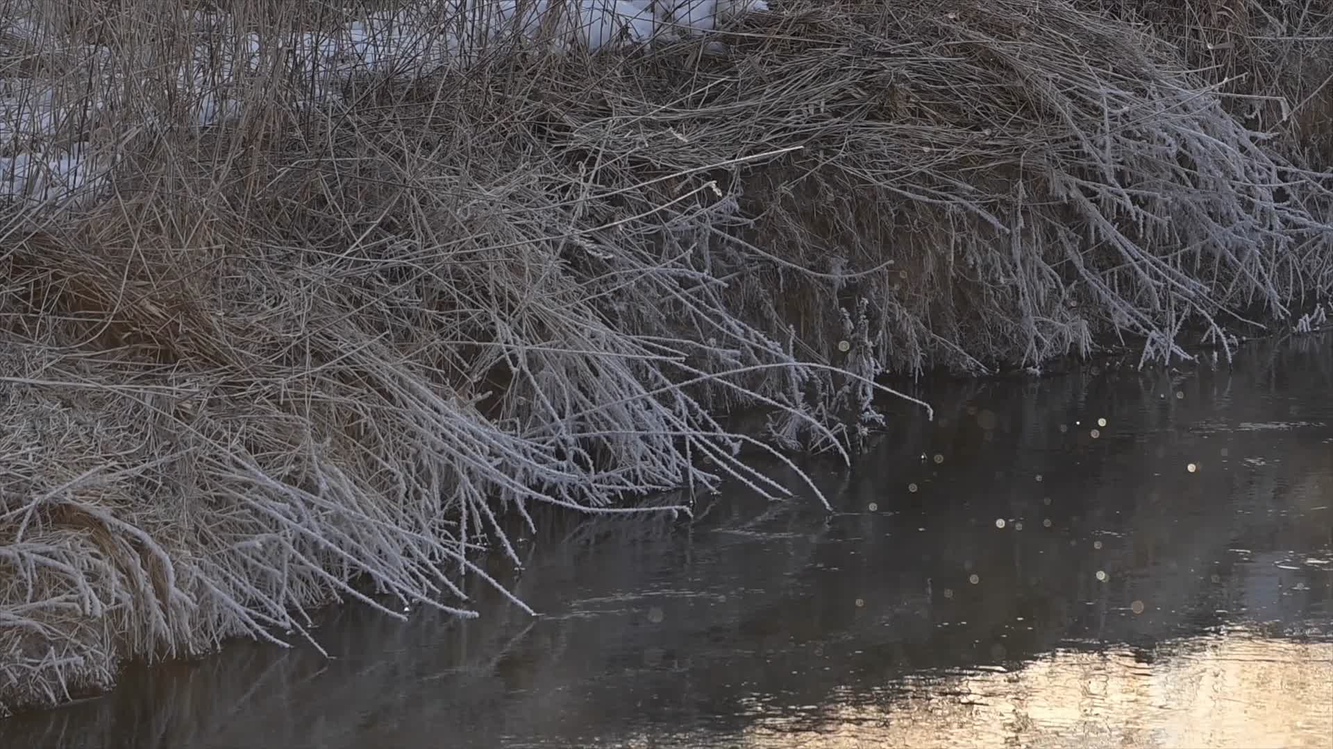 冬季河边水雾植物结霜视频的预览图