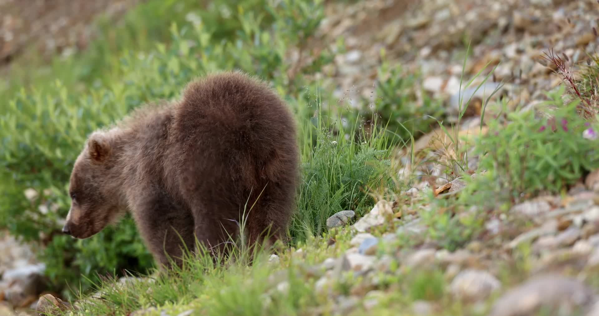 棕熊幼崽野外山坡追逐玩耍视频的预览图