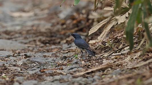 森林中觅食的黑色小鸟视频的预览图