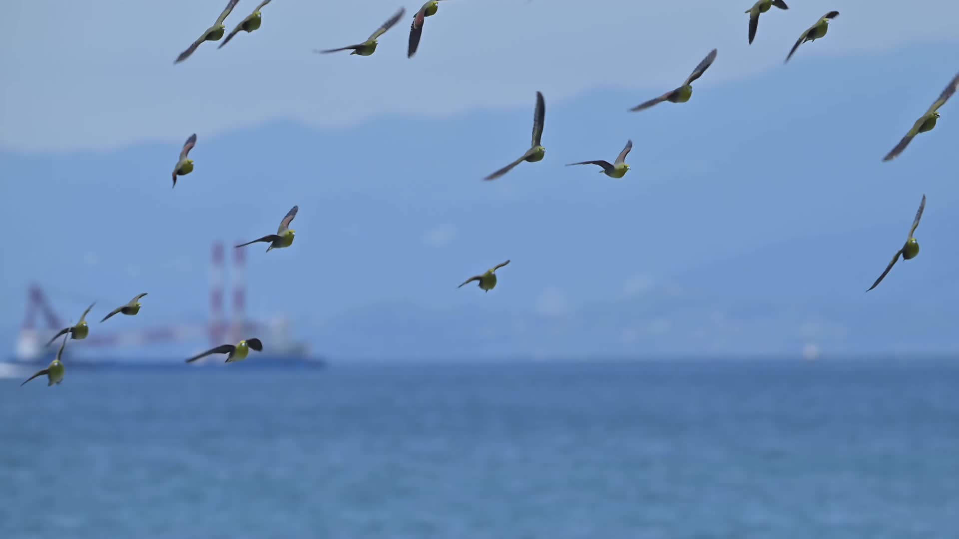 成群的海鸟飞舞盘旋视频的预览图