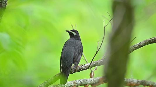 森林树枝上的黑色小鸟视频的预览图