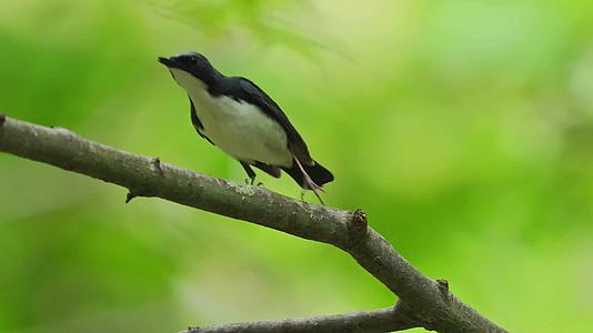 森林树枝上的黑色小鸟视频的预览图