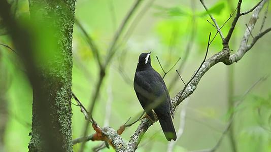 森林中的黑色小鸟合集视频的预览图