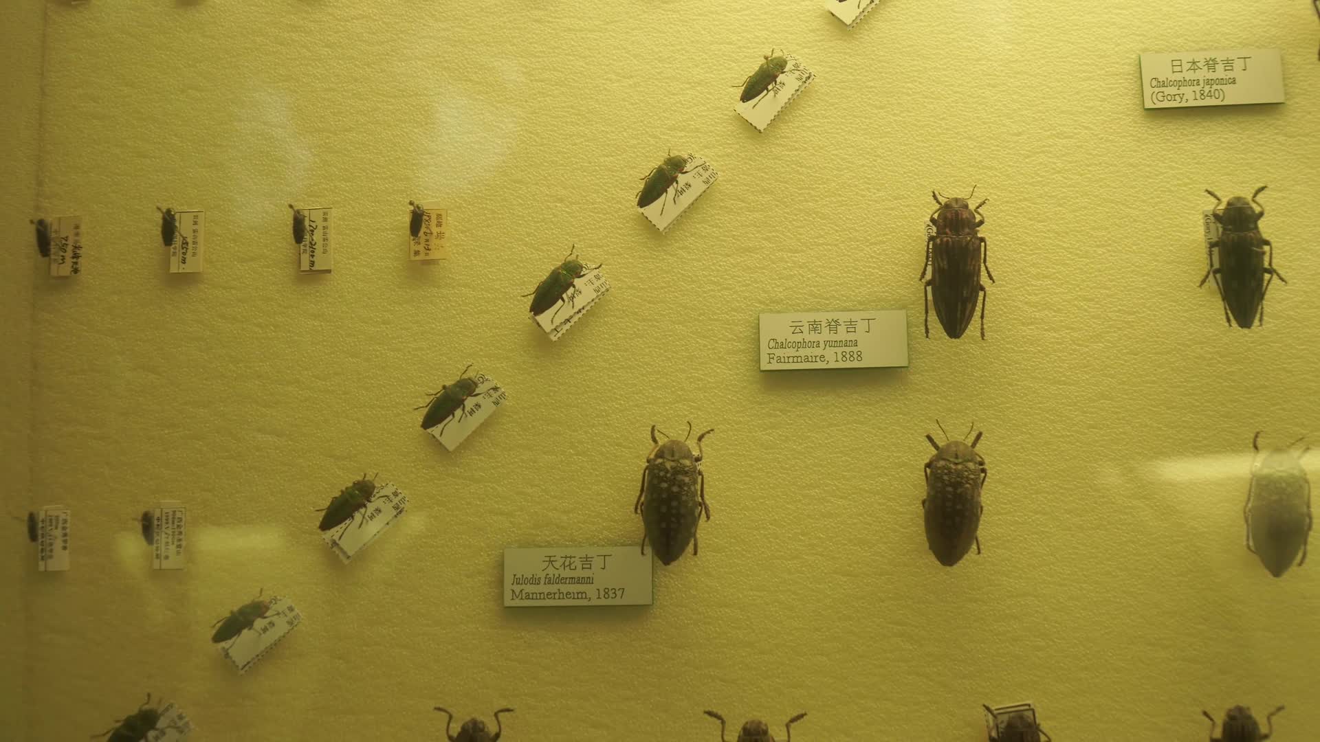 金龟子蟑螂甲壳虫昆虫标本展览视频的预览图