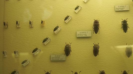 金龟子蟑螂甲壳虫昆虫标本展览视频的预览图