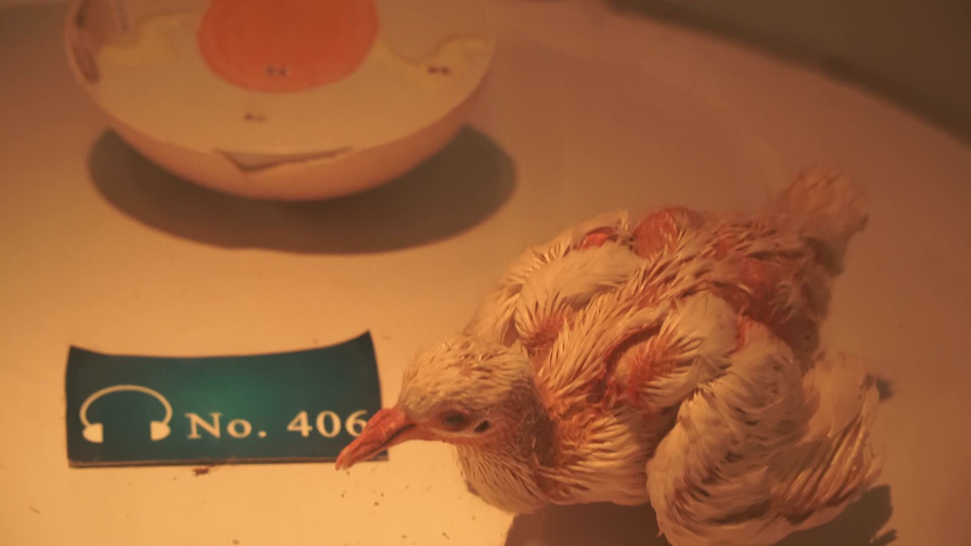 鸟巢鸟窝鸟蛋鸟类繁殖视频的预览图