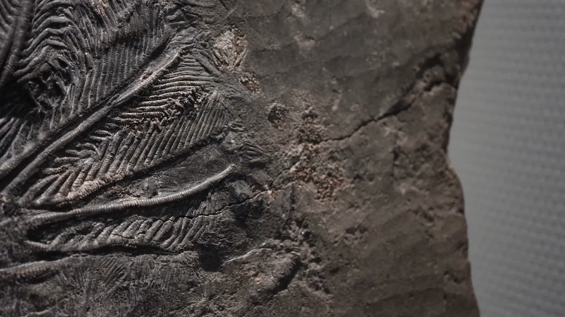 考古古董陈列展示古生物化石视频的预览图